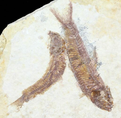 Multiple Knightia Fossil Fish - Wyoming #60886